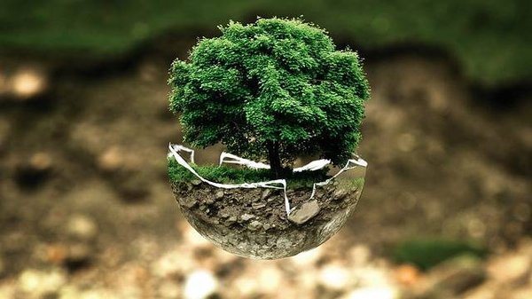 L'impact des initiatives de conservation de la biodiversité sur la politique environnementale